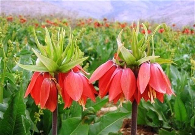 ثبت ملی 6 اثر تاریخی طبیعی لرستان ثبت ملی 6 اثر تاریخی طبیعی لرستان