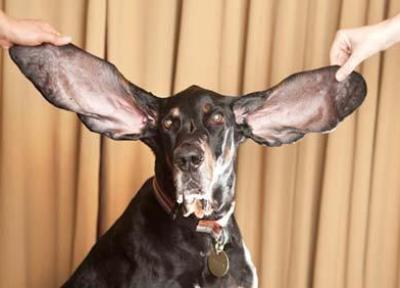 دراز گوش ترین سگ دنیا