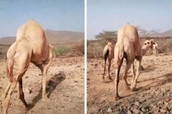 شتری با کوهان عجیب شتری با کوهان عجیب