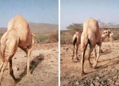 شتری با کوهان عجیب